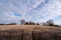 Grassland with Oaks
