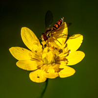 Beefly on Goldfields