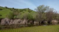 Wetlands and Oak-studded Hillsides