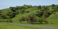 Valley Oaks (Quercua lobata) on Grass-covered Hillside