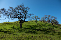Valley Oaks (Quercua lobata) on Grass-covered Hillside