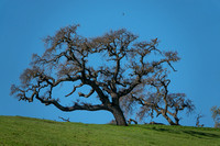Valley Oak with Hawk and Swallow