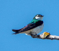 Violet-green Swallow (Tachycineta thalassina)