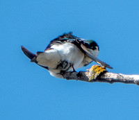 Violet-green Swallow (Tachycineta thalassina) -- Morning Toilette (2)