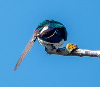 Violet-green Swallow (Tachycineta thalassina) -- Morning Toilette (4)