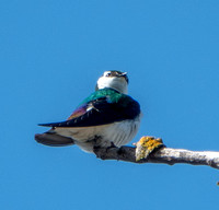 Violet-green Swallow (Tachycineta thalassina) -- After his Morning Toilette