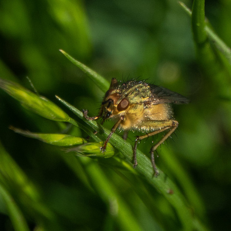Fly on Grass