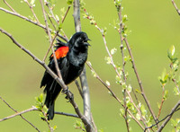 Singing Red-winged Blackbird (Agelaius phoeniceus)