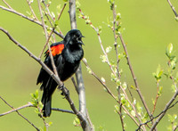 Singing Red-winged Blackbird (Agelaius phoeniceus) (2)