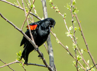 Singing Red-winged Blackbird (Agelaius phoeniceus) (3)