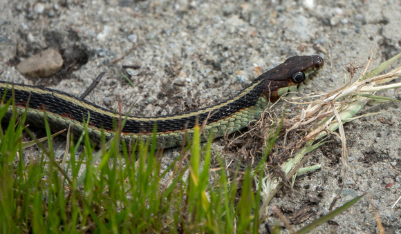 California Red-sided Garter Snake (Thamnophis sirtalis infernalis)