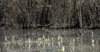 American Coot (Fulica americana) in Fisher Creek