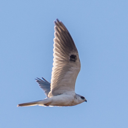 White-tailed Kite (Elanus leucurus) in Flight