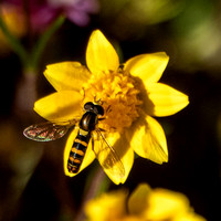 Beefly on Goldfields