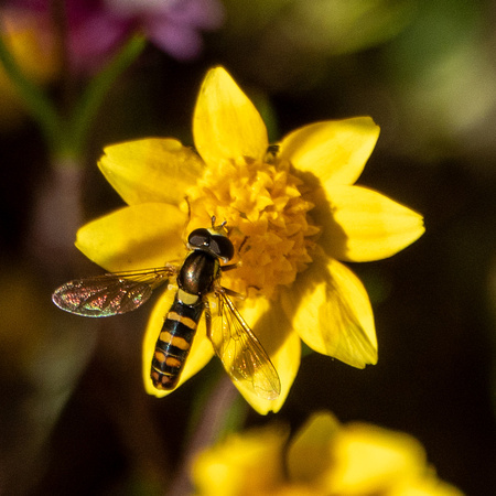 Beefly on Goldfields