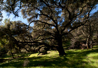 Large Valley Oak (Quercus lobata) near Trail 2