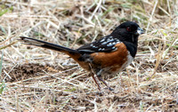 Spotted Towhee (Pipilio maculatuis) with Seed