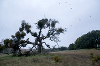 Robins approach the Phainopepla Tree