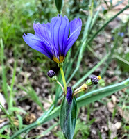 Western Blue-eyed Grass (Sisyrinchium bellum)