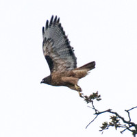 Red-tailed Hawk (Buteo jamaicensis) Taking Off