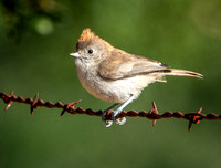 Flycatcher on Barbed Wire