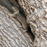 Squirrel in Valley Oak (Quercus lobata) (Detail)