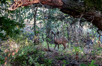 Alert Fawn