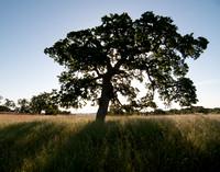 Lone Oak on Ridge -- a Collection