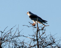 Black-shouldered Kite (Elanus leucurus) at Rest