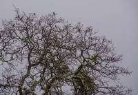 Robins at the Top of an Oak -- Closer