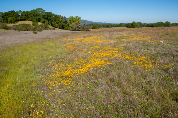 Goldfields Research, 4/19/2009