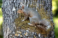 Alert Squirrel on Oak Tree