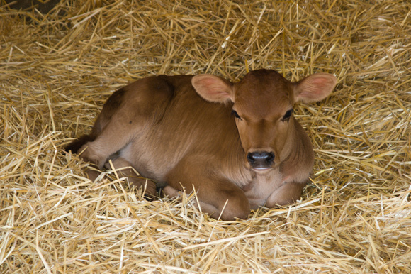 050623calf_aurora_4days_old_dq