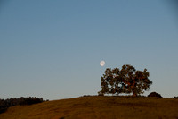 Moonset and Valley Oak at Dawn