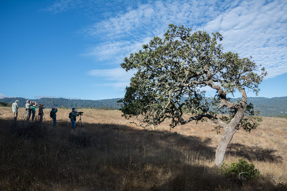 Blue Oak (Quercus douglasii) with Birders