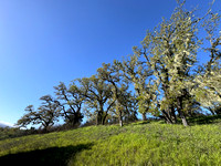 Lace Lichen and Oaks