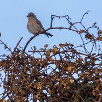 Western Bluebird and Mistletoe