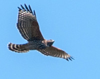Red-shouldered Hawk (Buteo lineatus) ?? in Flight