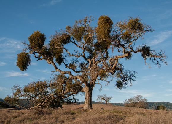Valley Oak with Mistletoe