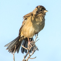 Spread-tailed Sparrow