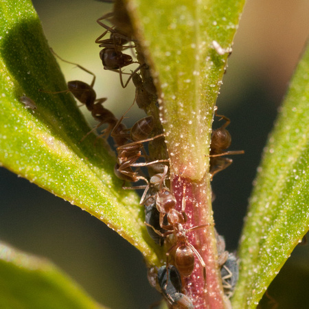 Massed Argentine Ants (Linepithema humile) Farming on new Leaves of a Coyote Brush (Baccharis pilularis) near the Sun Research Center