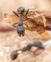 7/23/2014 Messor andrei (Harvester Ants) near their Nest