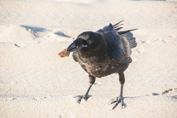 Raven on Beach