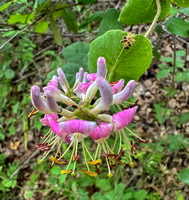 Pink Honeysuckle (Lonicera hispudala) again