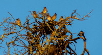 Cedar Waxwings (Bombycilla cedronum) in Phainopepla Tree