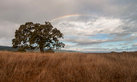 Lonely Valley Oak with Rainbow