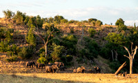 Elephants approach Benji Weir