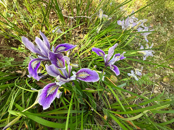 Douglas' Iris (Iris douglasiana)