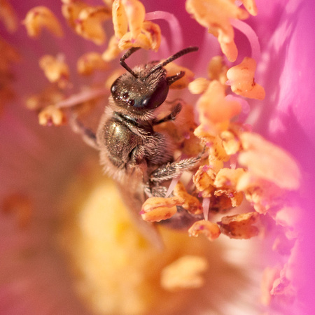 Beefly in Flower