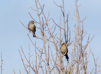 Two Birds in Bare Poison Oak